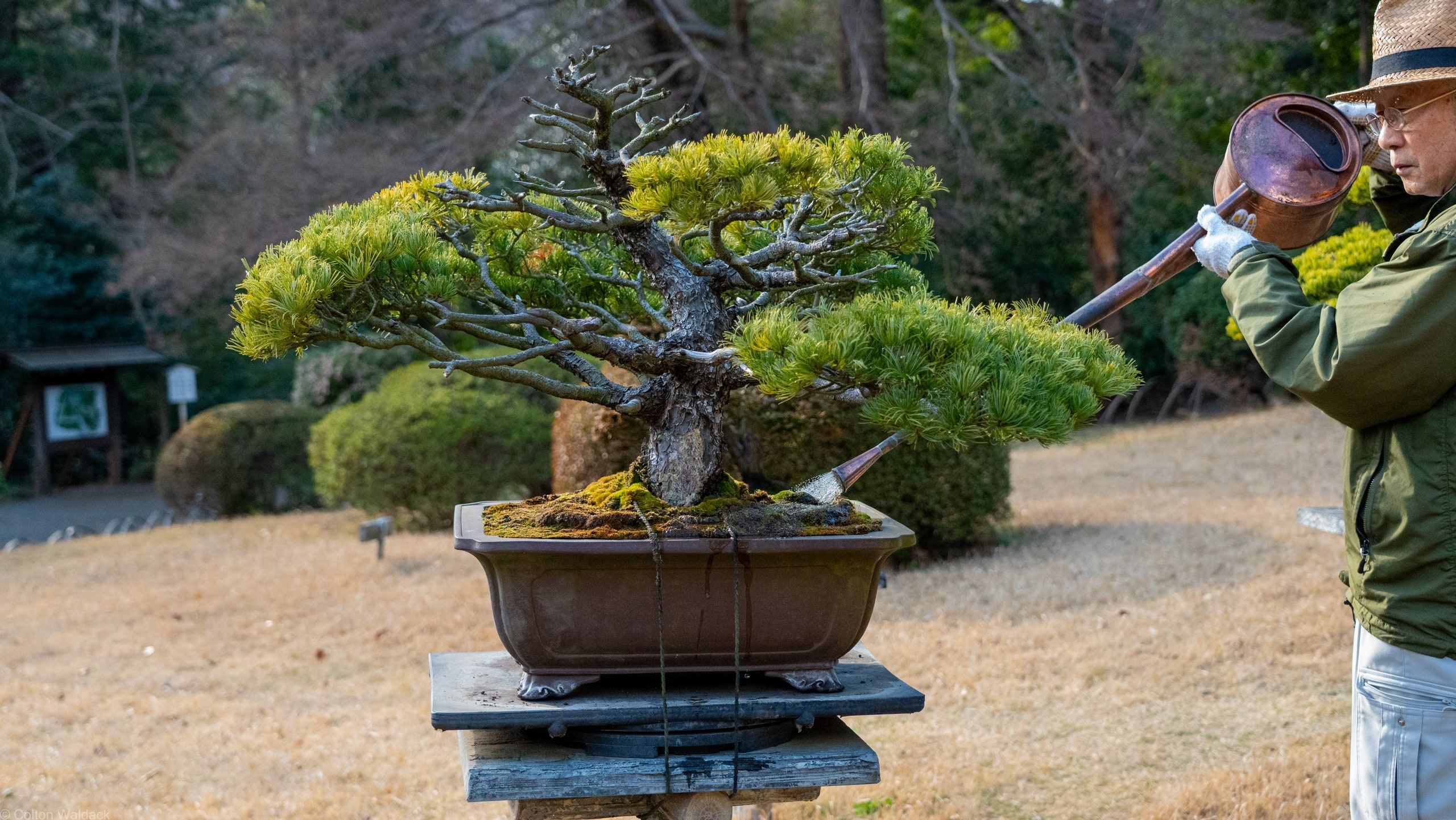 Gardener watering a bonsai pine with a copper watering can