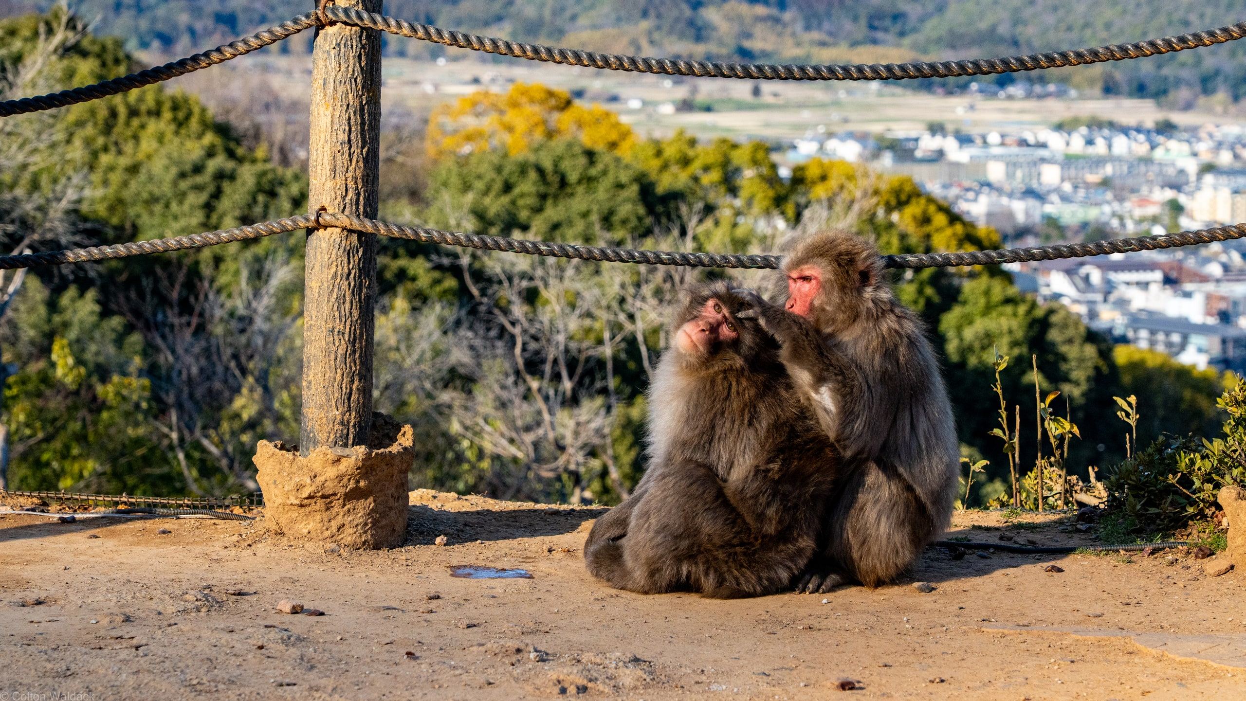 Two Japanese macaques grooming each other at a hilltop overlook above Kyoto