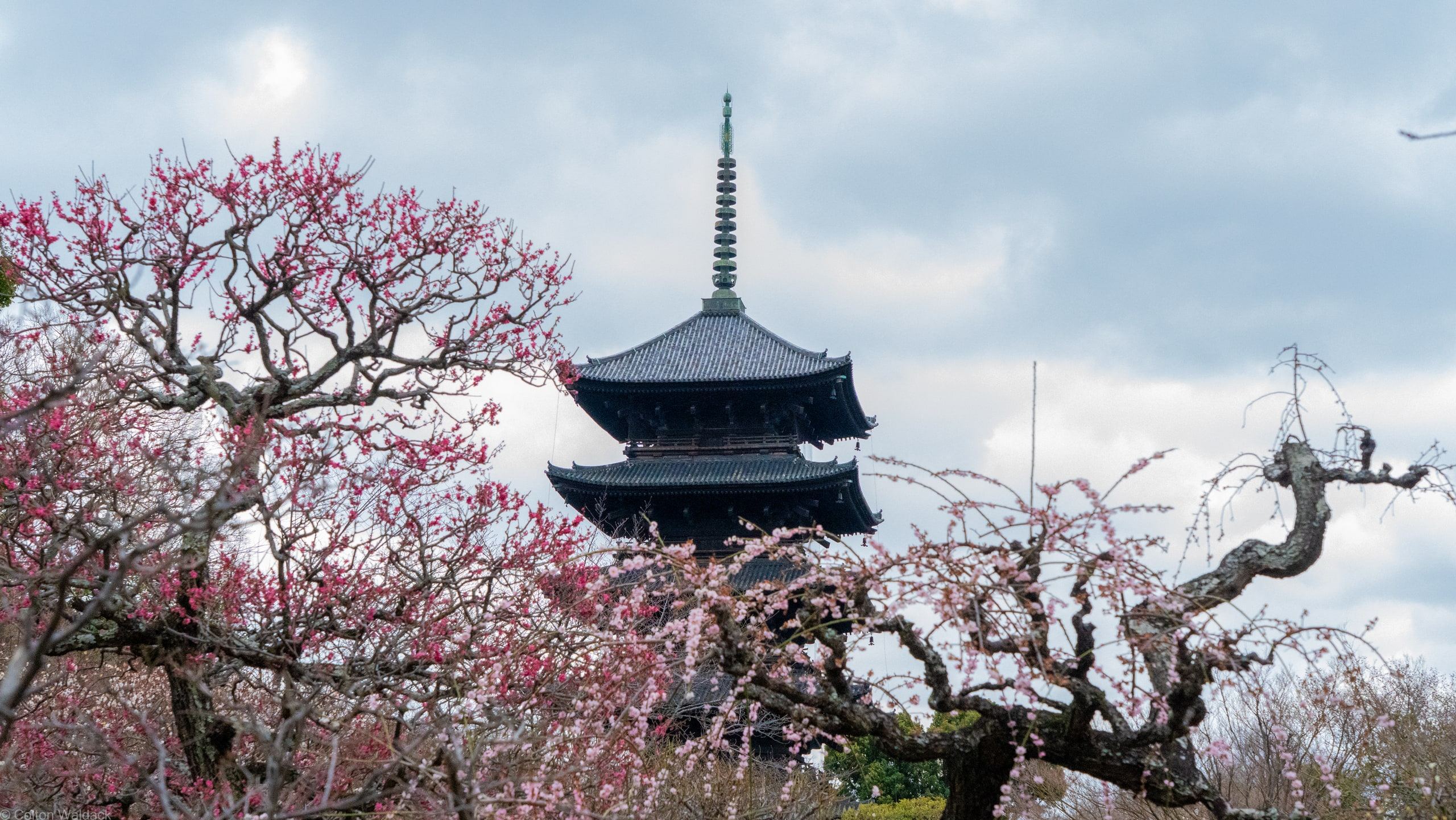 Five-story pagoda seen through blossoming plum branches in Kyoto