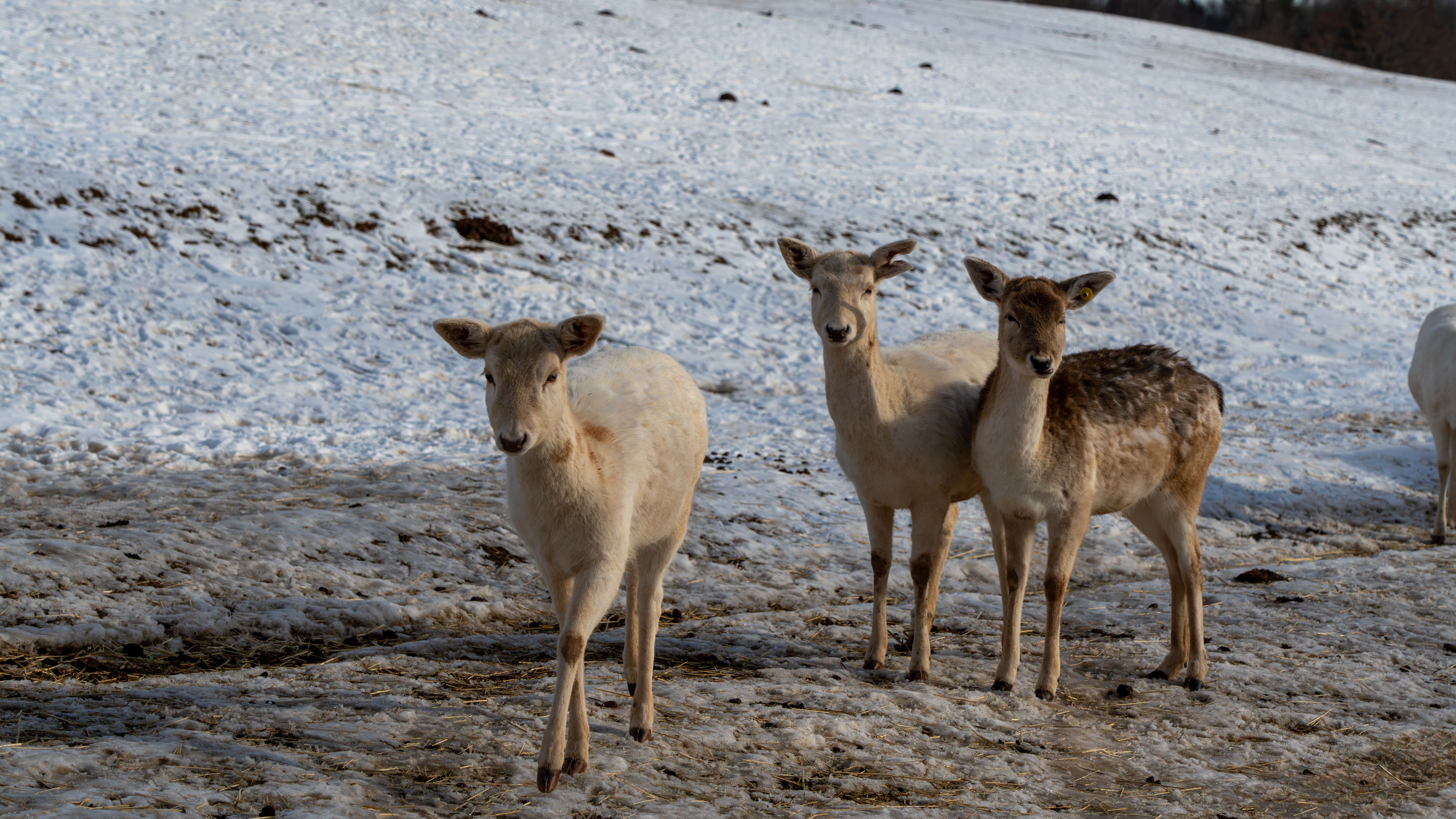 Safari park deer in snow