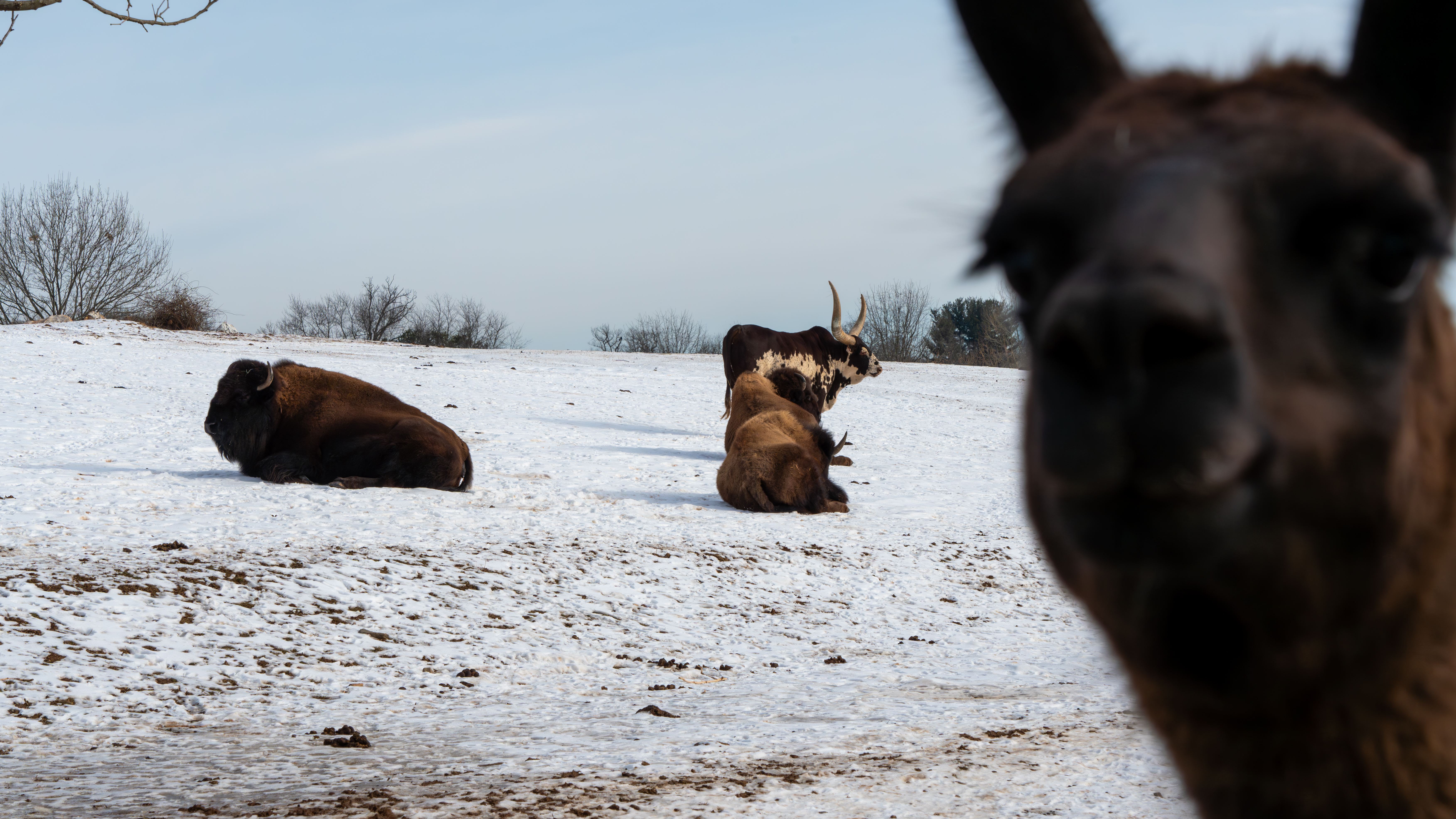 Llama photobomb