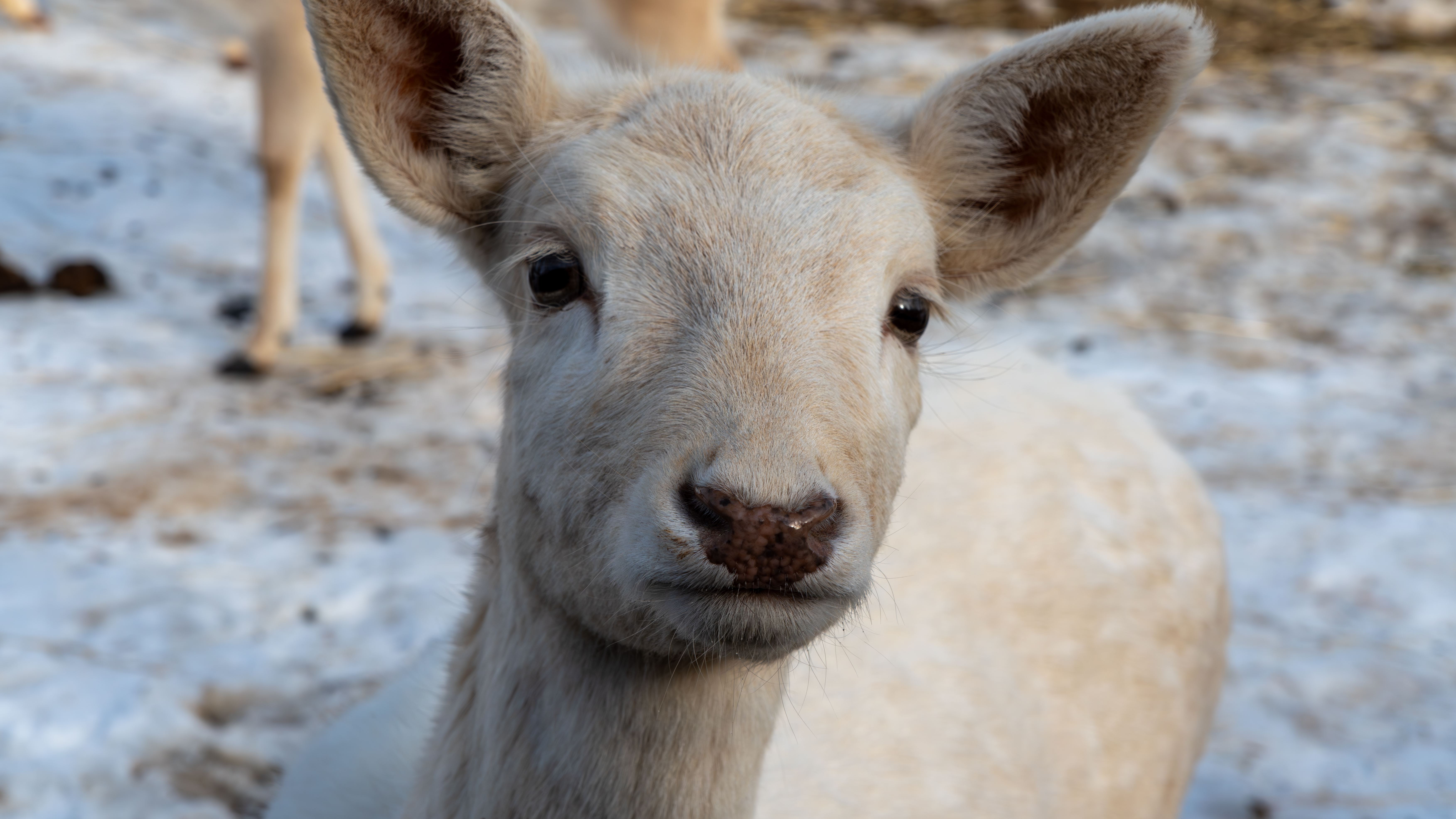 White fallow deer close-up in the snow