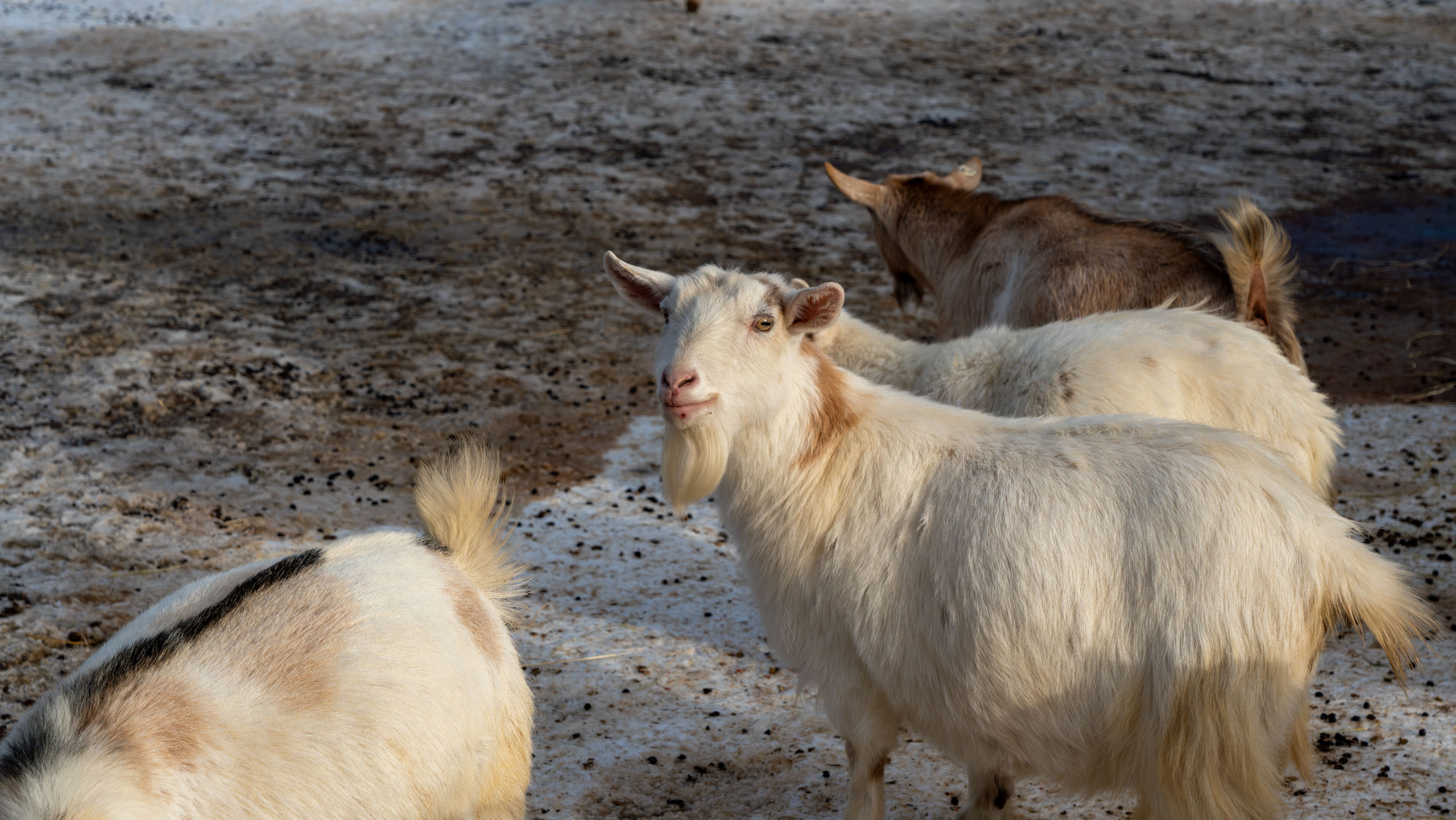 White goat looking at the camera among the herd